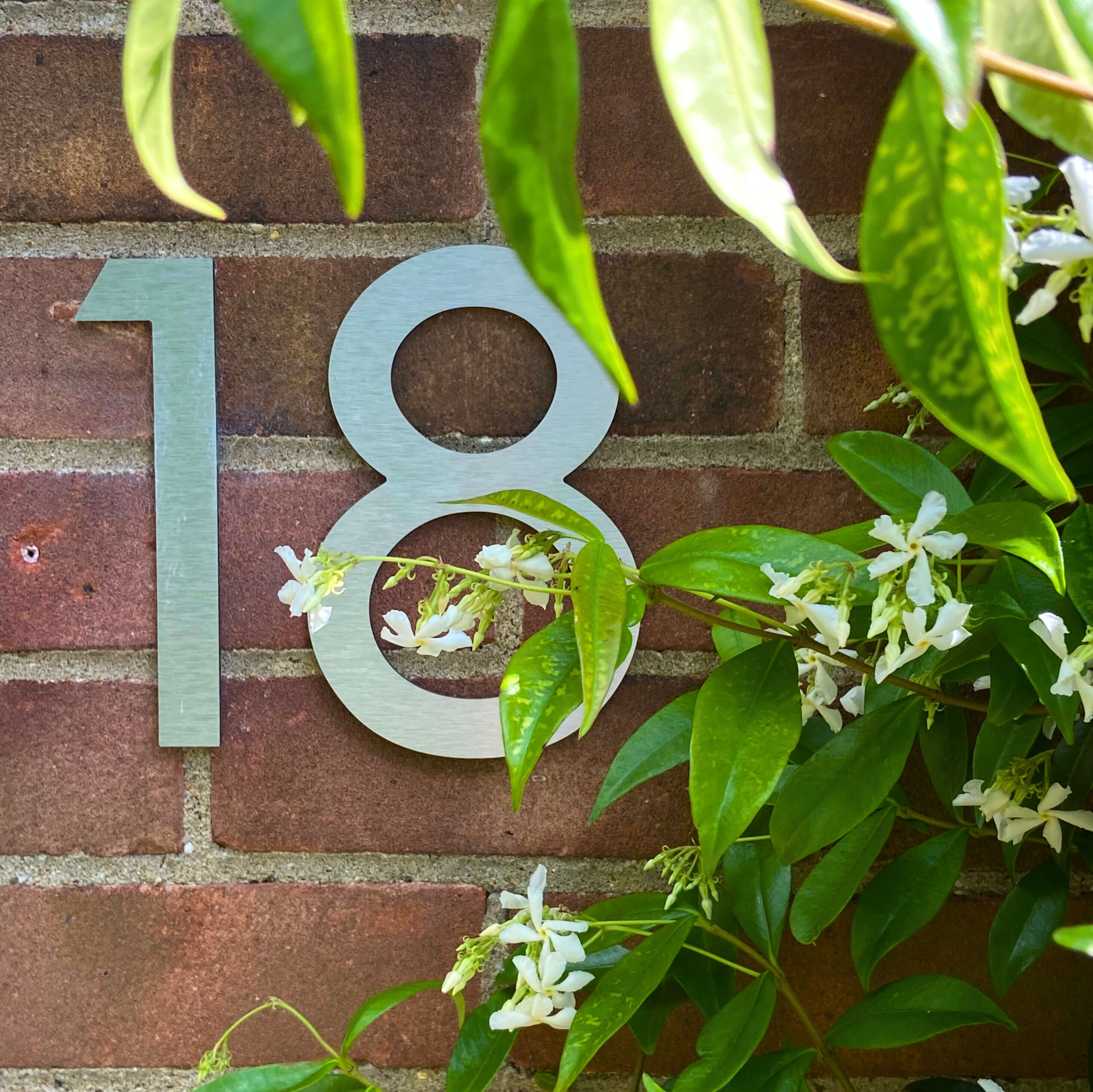 alt=”Trachelospermum jasminoides or Star Jasmine in front of a brick wall with house number 18 in brushed stainless steel.”