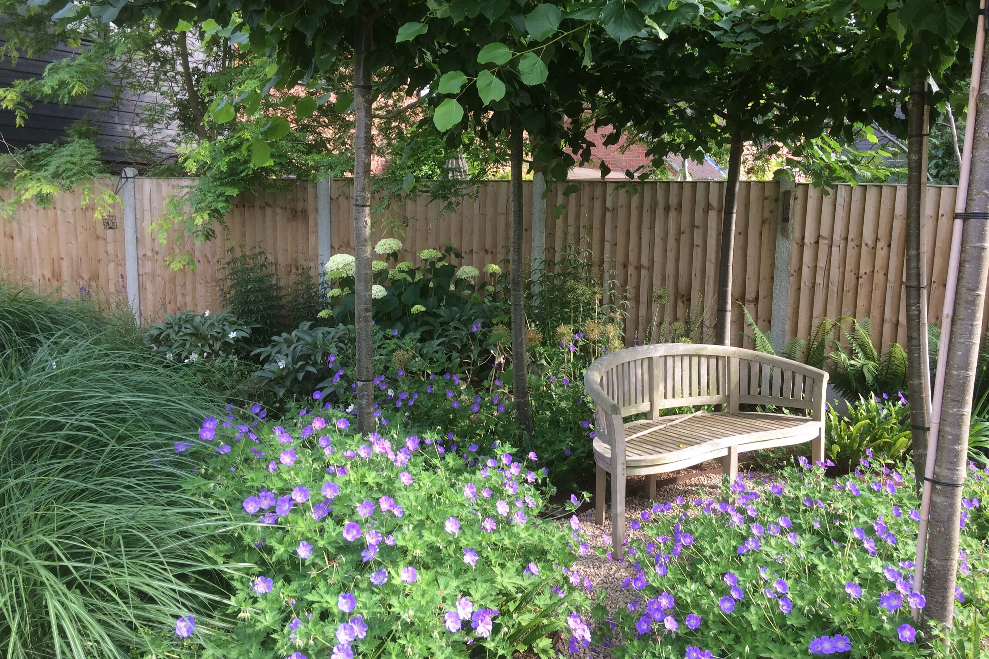 alt=”A wooden bench under umbrella Lime trees with Geranium 'Rozanne' and ornamental grasses.”