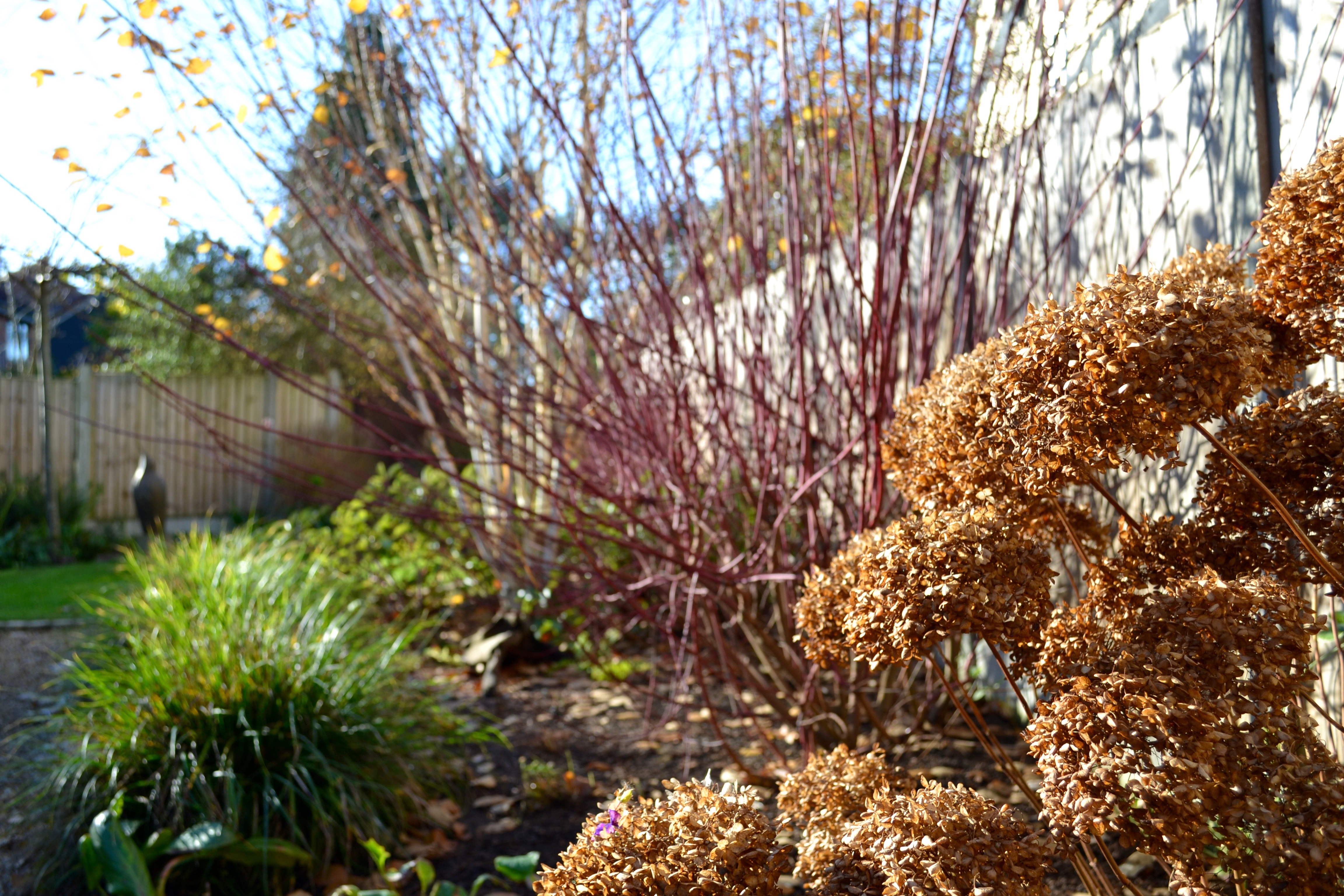 alt=”A winter planting scheme of Hydrangea seedheads, Cornus and Birch in a small Essex garden.”