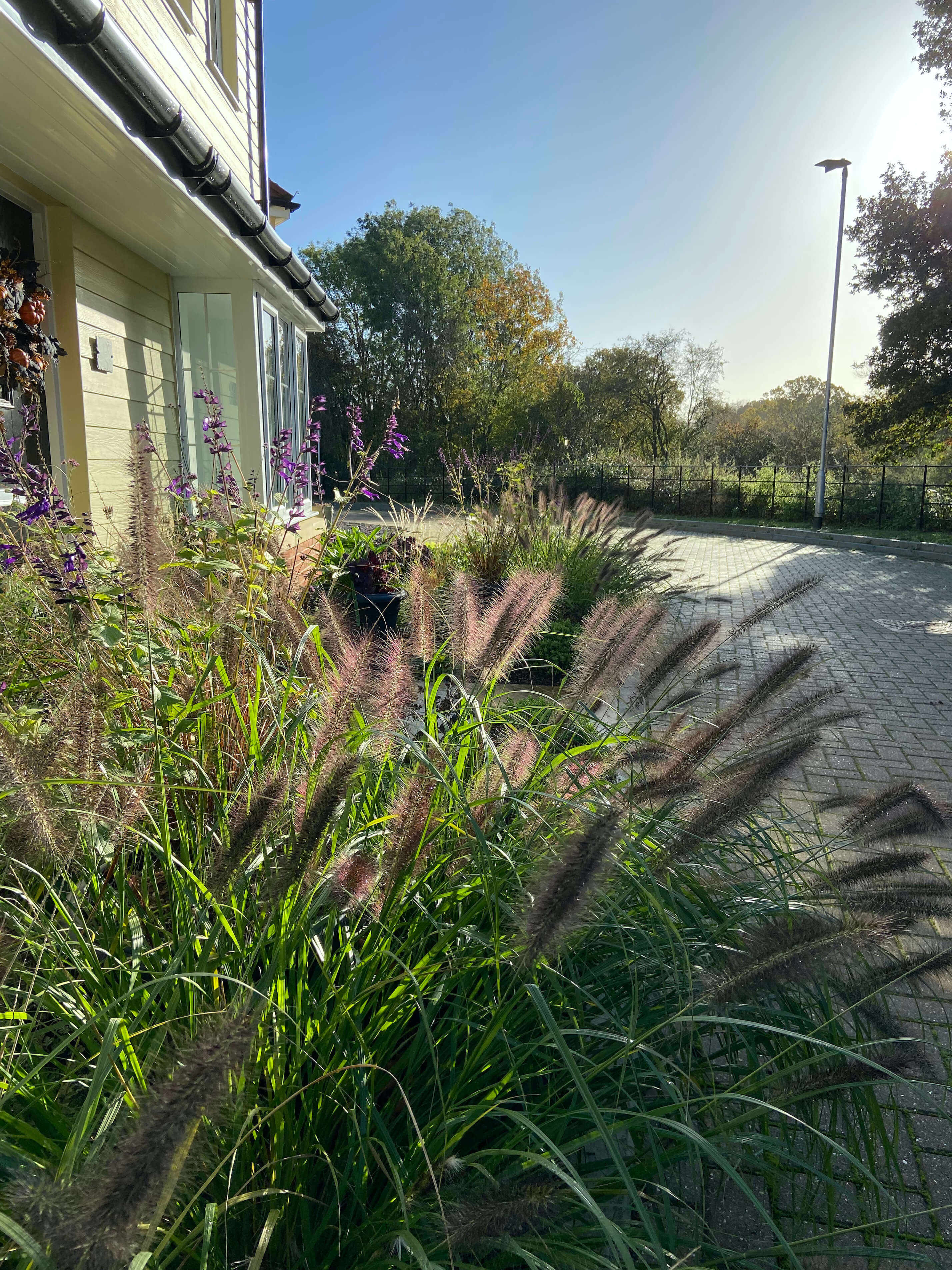 alt=”Pennisetum catching the light in a wildlife-friendly new-build front garden.”