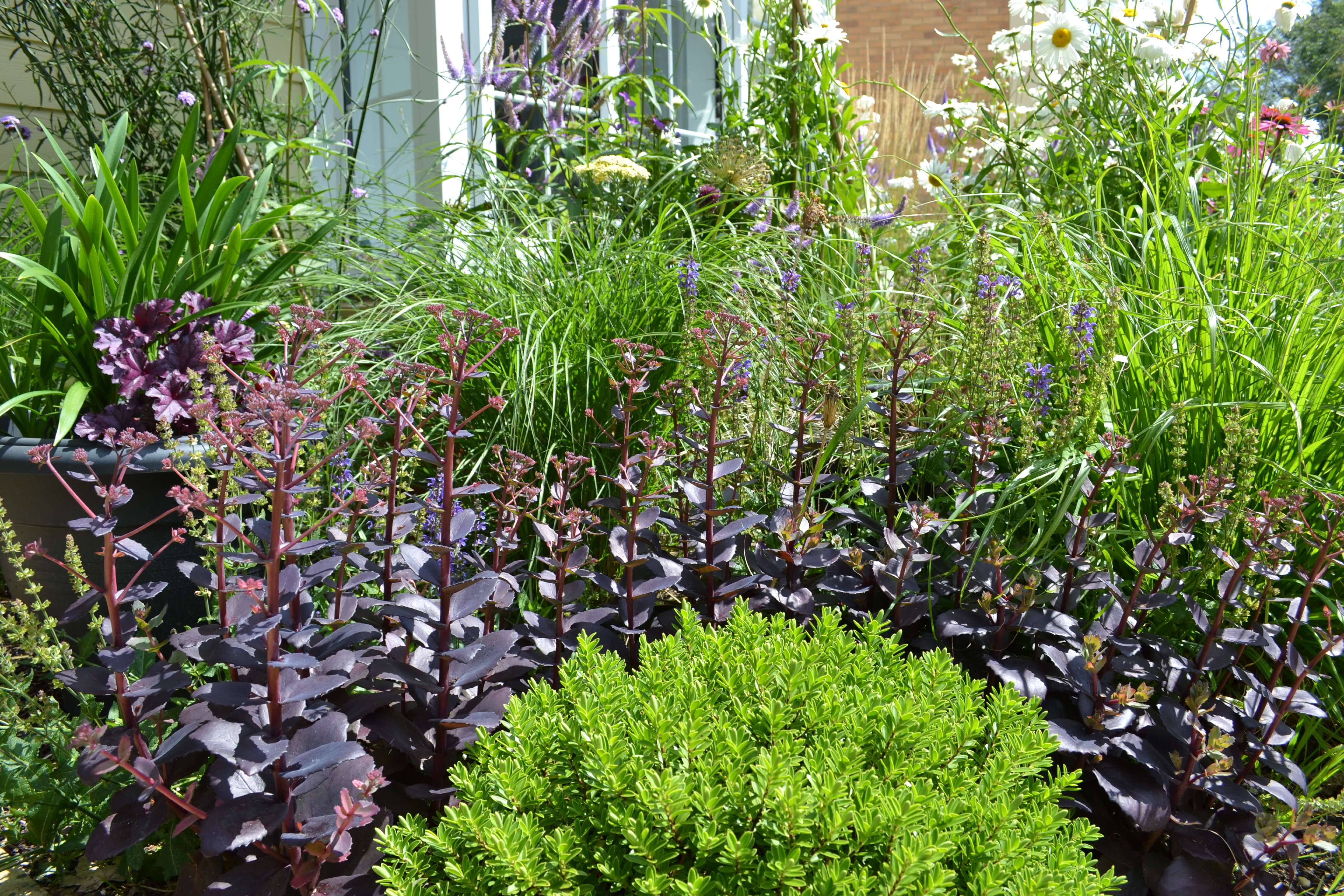 alt=”Drought-tolerant Hebe and Sedum in a wildlife-friendly front garden.”